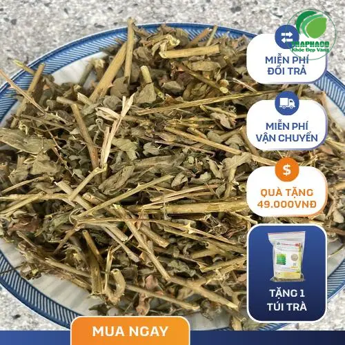 Cách sắc Cà Gai Leo khô uống hiệu quả