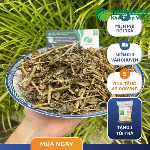 Cà gai leo khô cao cấp - Sản phẩm sỉ chất lượng từ Dược Liệu Tấn Phát