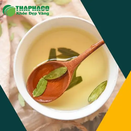 Hình ảnh minh họa cây Phan Tả Diệp và lá khô