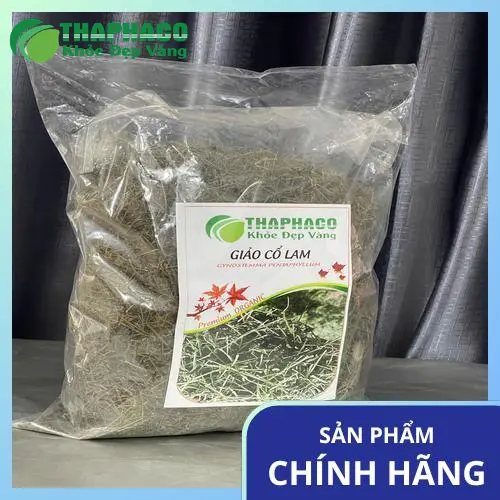 Cận cảnh lá giảo cổ lam xanh tươi, minh họa cho thảo dược tự nhiên quý giá
