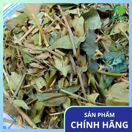 Bao bì chè vằng Dược Liệu Tấn Phát