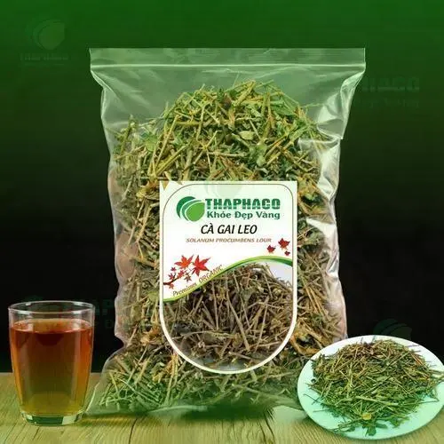 Cà gai leo được bảo quản đúng cách trong túi kín