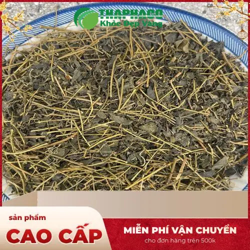 Túi giảo cổ lam khô chất lượng cao của Dược Liệu Tấn Phát, chuẩn bị sẵn sàng để sử dụng