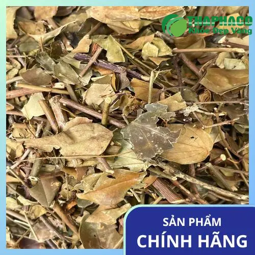 Hình ảnh cây chè vằng tươi tại Tấn Phát