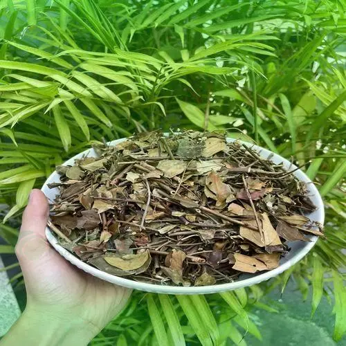 Công dụng đa dạng của chè vằng nguyên chất Dược Liệu Tấn Phát cho sức khỏe