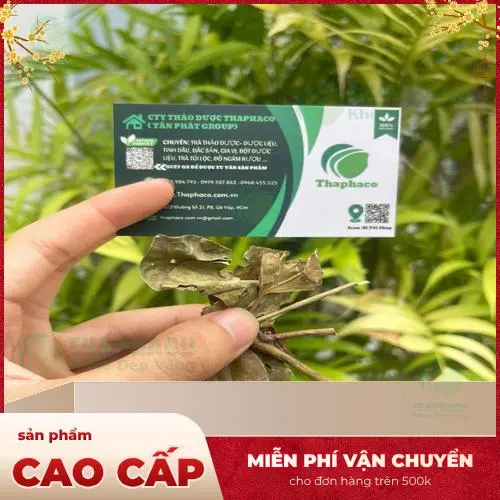Hình ảnh chè vằng khô Tấn Phát đã được sơ chế