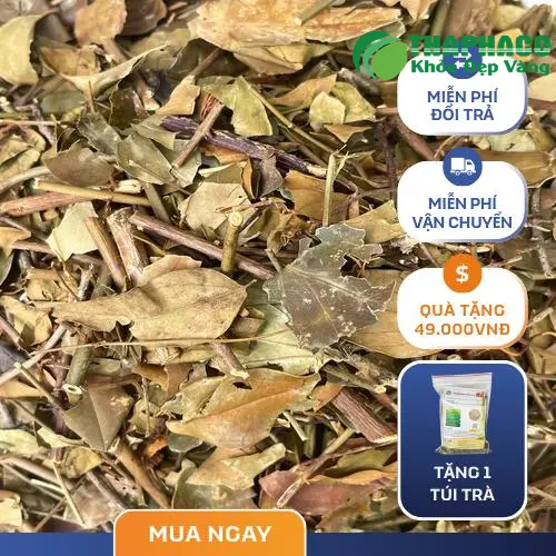 Chè Vằng giúp lợi sữa và phục hồi sau sinh