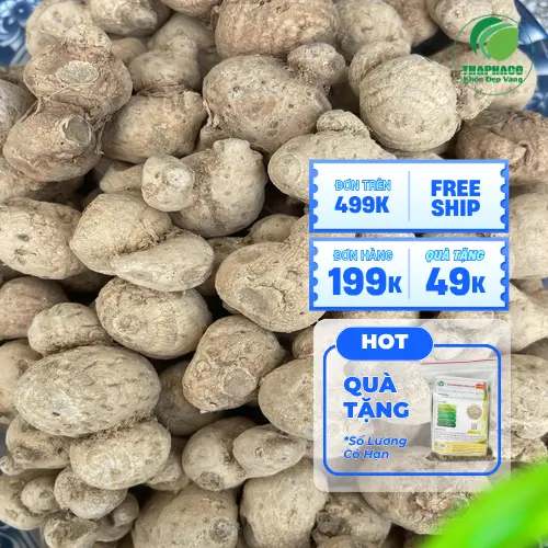 Tư vấn về củ tam thất nam tại Dược Liệu Tấn Phát