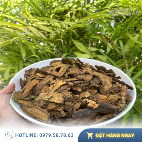 Địa Chỉ Bán Sỉ Đại Hoàng Giá Tốt Tại TP.HCM