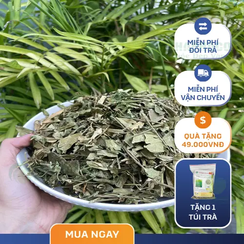 Lá Dây Thìa Canh phơi khô