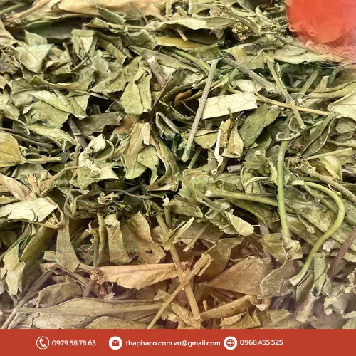 Cách pha trà dây thìa canh khô