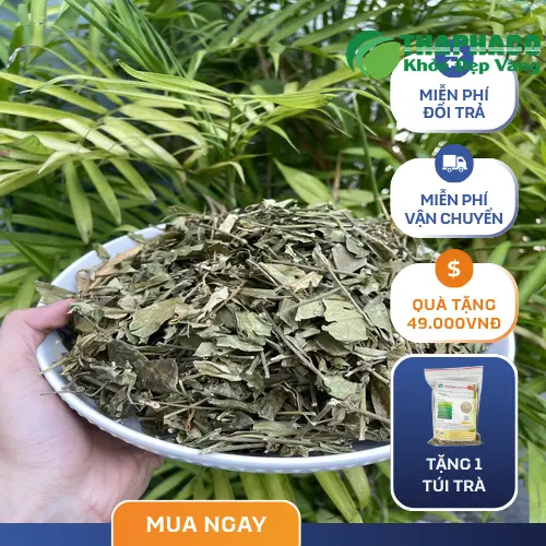 Sản phẩm Dây thìa canh đóng gói chất lượng cao của Dược Liệu Tấn Phát