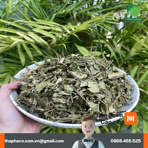 Dây thìa canh đóng gói 1kg tại Dược Liệu Tấn Phát