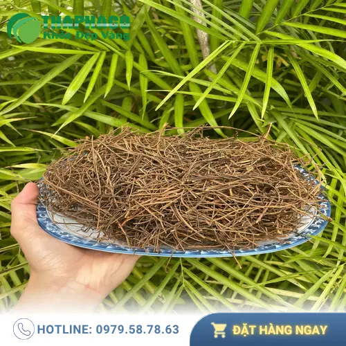 Dây tơ hồng – Thảo dược quý từ thiên nhiên