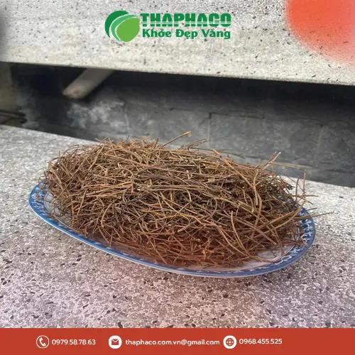 Mua dây tơ hồng uy tín tại TP.HCM từ Dược Liệu Tấn Phát
