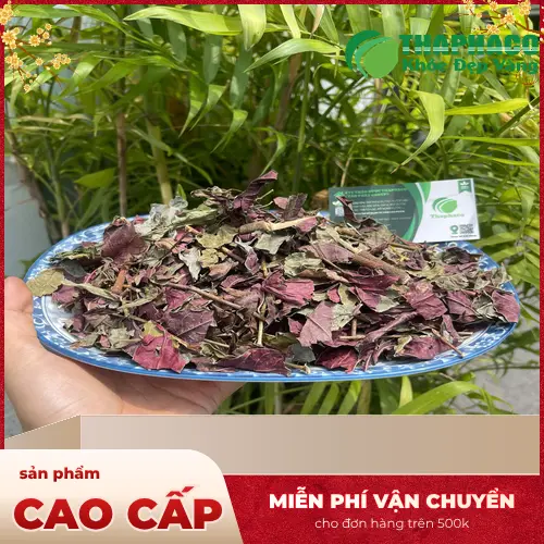Lá đơn đỏ phơi khô chất lượng cao của Dược Liệu Tấn Phát