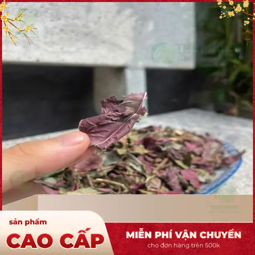 Công dụng Lá đơn đỏ sấy khô của Dược Liệu Tấn Phát