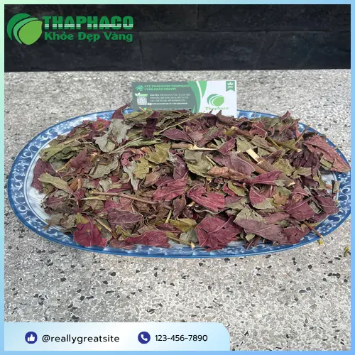 Chất lượng Lá đơn đỏ sấy khô tại Dược Liệu Tấn Phát