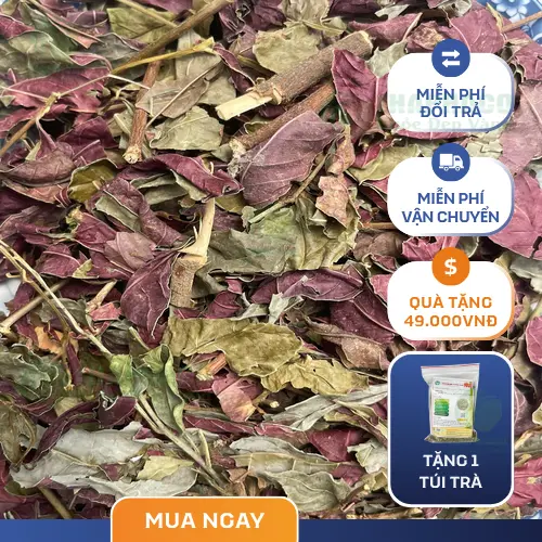 Sản phẩm lá đơn đỏ đóng gói của Dược Liệu Tấn Phát