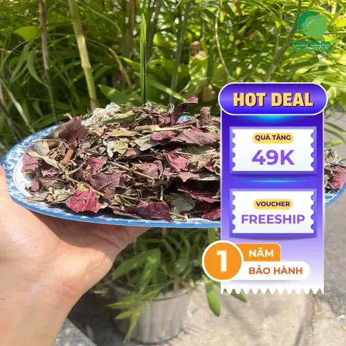 Cách dùng Lá đơn đỏ sấy khô hiệu quả