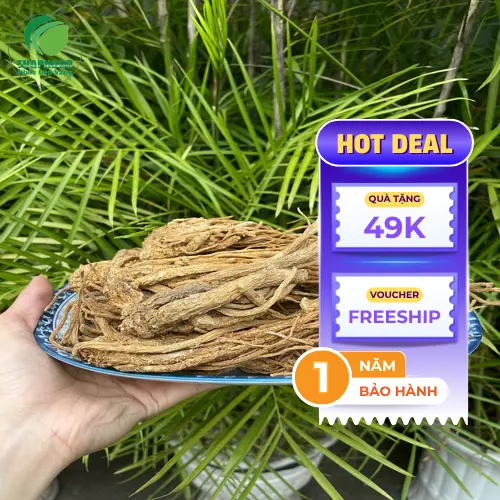 Cận cảnh rễ Đương Quy tươi được thu hoạch