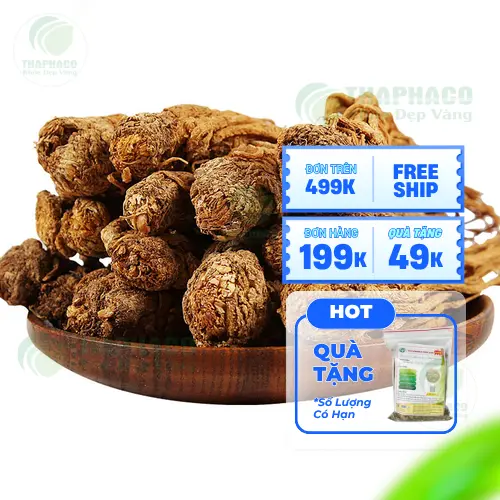Những củ đương quy tươi được rửa sạch, có kích thước lớn và màu nâu sáng.