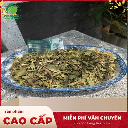 Lá hoàn ngọc tươi chuẩn bị phơi khô tại Dược Liệu Tấn Phát