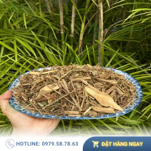 Cây hương nhu - Dược liệu quý từ thiên nhiên