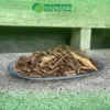 Mua Hương Nhu Khô Uy Tín TPHCM? Chuyên Gia Dược Liệu Chia Sẻ