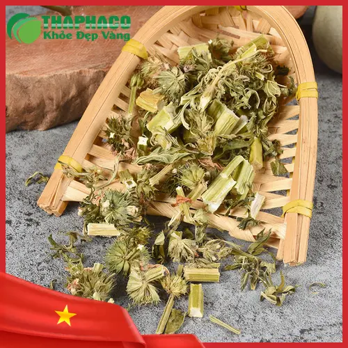 Chuyên gia Dược Liệu Tấn Phát tư vấn về ích mẫu