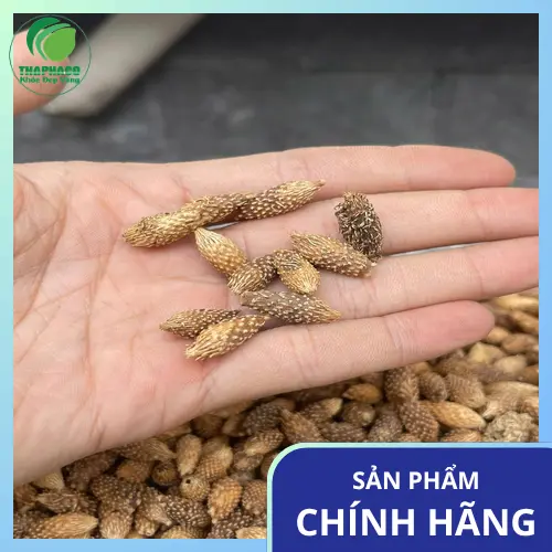Ké đầu ngựa sấy khô nguyên chất hỗ trợ sức khỏe xương khớp