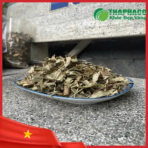Hình ảnh cây khổ sâm tự nhiên