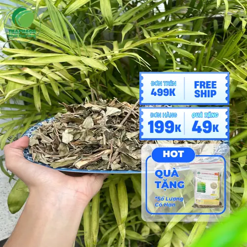 Hướng dẫn pha trà Khổ Sâm, cách dùng thảo dược