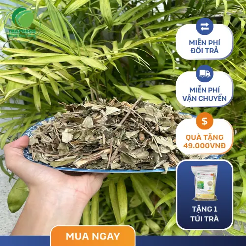 Hình ảnh khổ sâm tươi và khô