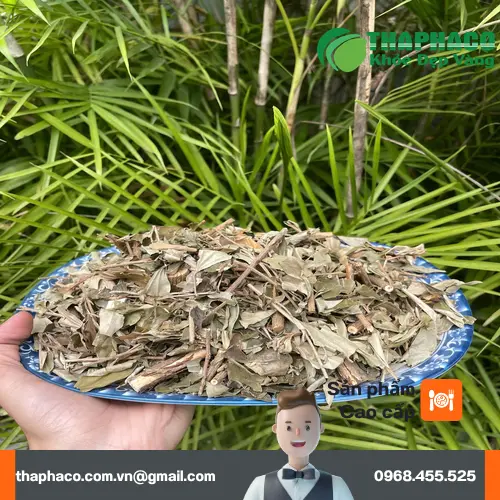 Khổ Sâm khi được sắc nước, tạo ra tinh chất quý giá