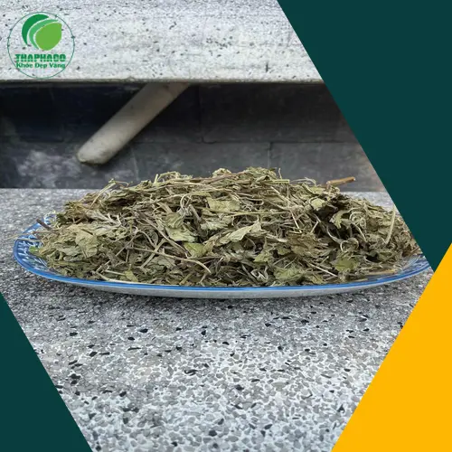 Địa chỉ bán lá bạc hà khô tại TP.HCM uy tín, chất lượng cao cấp