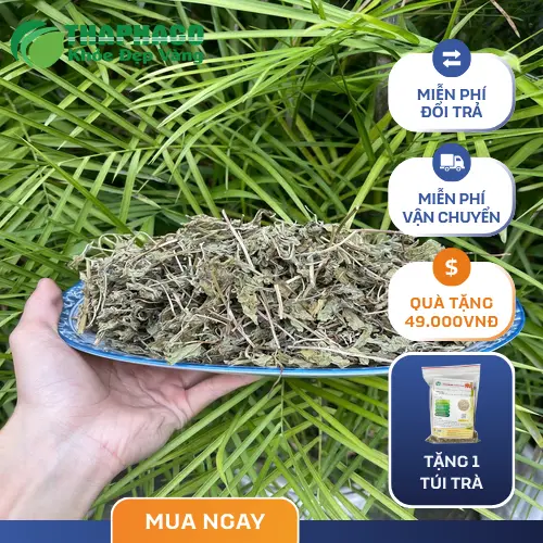 Hình ảnh cận cảnh lá bạc hà sau khi được thu hoạch và sơ chế, đảm bảo giữ nguyên dưỡng chất.