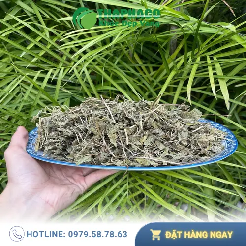 Khuyến mãi lá bạc hà khô Tấn Phát - Mua 1kg tặng trà sơn mật