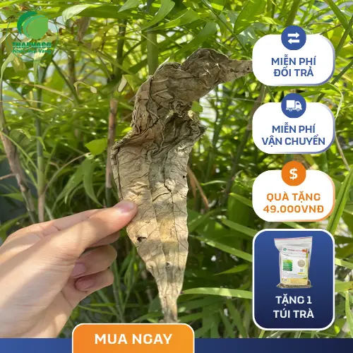 Hình ảnh Lá Khôi Tía tươi và khô sẵn sàng để sử dụng cho người đau dạ dày