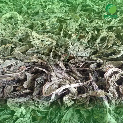 Lá Khôi Tía Sấy Khô Giá Bao Nhiêu 1kg? Dược Liệu Tấn Phát