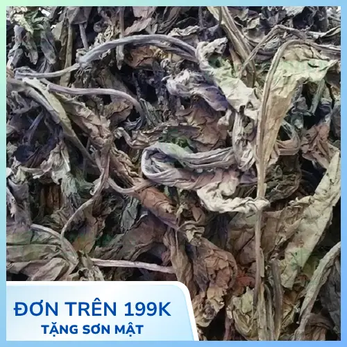 Lá khôi tía tươi với mặt dưới màu tía đặc trưng và gân lá rõ nét
