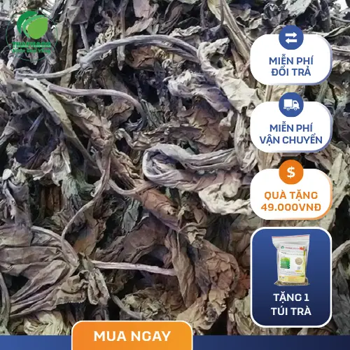 Lá khôi tía được kiểm nghiệm chất lượng nghiêm ngặt