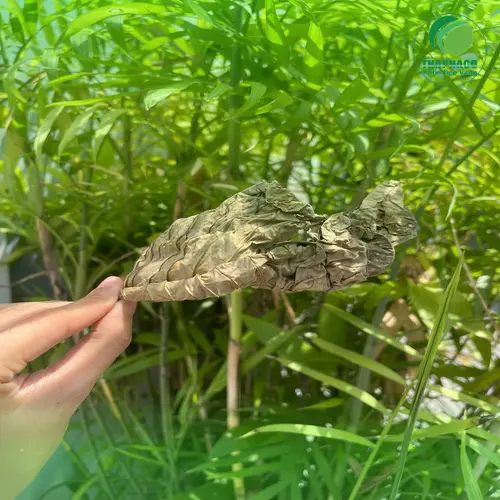 Sắc Lá Khôi Tía khô thành nước uống ấm giúp giảm đau dạ dày