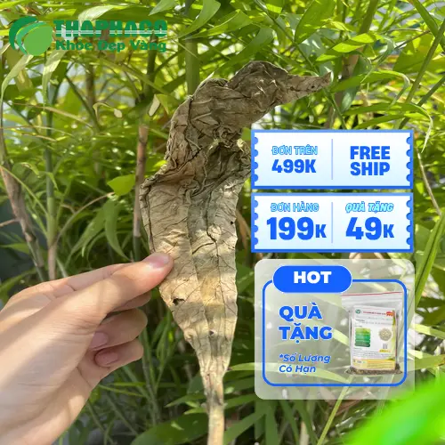 Lá khôi tía sấy khô với màu sắc và chất lượng tự nhiên