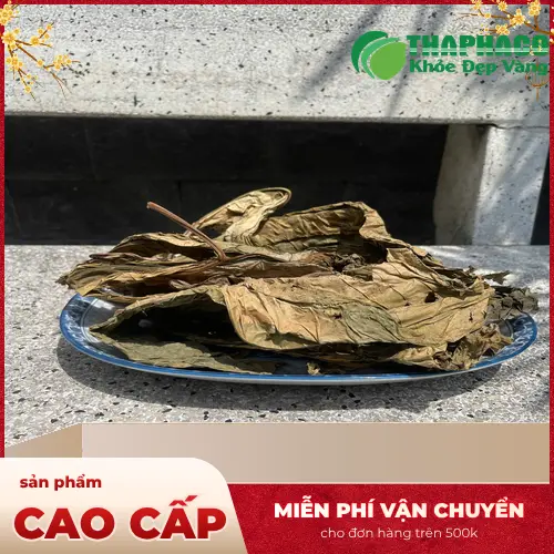 So sánh lá khôi tía và lá khôi nhung cạnh nhau, rõ ràng sự khác biệt màu sắc và bề mặt