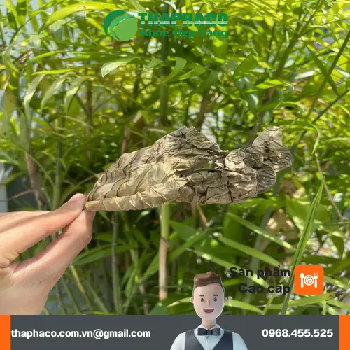 Kho chứa lá khôi tía số lượng lớn sẵn sàng đáp ứng đơn hàng sỉ
