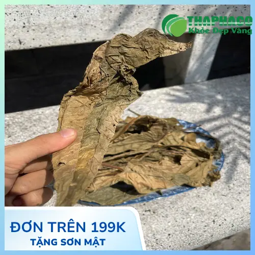 Dược Liệu Tấn Phát cung cấp Lá Khôi Tía sấy khô chất lượng cao tại TP.HCM