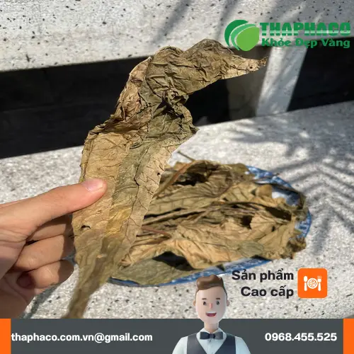 Lá khôi tía sấy khô được đóng gói cẩn thận tại Dược Liệu Tấn Phát