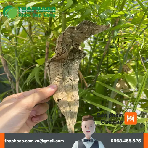 Sản phẩm lá khôi tía sấy khô cao cấp tại Dược Liệu Tấn Phát, đóng gói cẩn thận