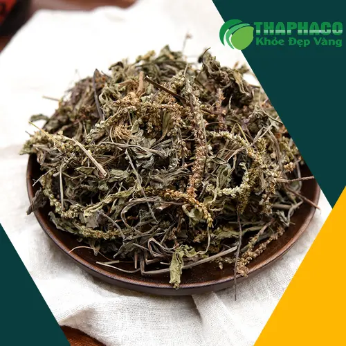 Chỗ Bán Sỉ Cây Mã Đề Khô Tại TP.HCM - Dược Liệu Tấn Phát